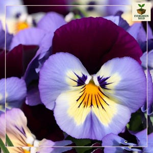 May include: Close-up of a vibrant pansy flower with purple, lavender, yellow, and burgundy petals. The flower has a distinctive face-like pattern with dark lines radiating from the center. The image is well-lit, showcasing the flower's intricate details.