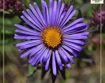 New England Aster Seeds: Native Perennial Wildflower, Purple Fall Blooms