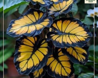 May include: Close-up of a plant with large, heart-shaped leaves. The leaves are a vibrant yellow with dark blue-black edges, creating a striking contrast. The plant is in a brown pot, with the "Evergreen Seed" logo in the top right corner.