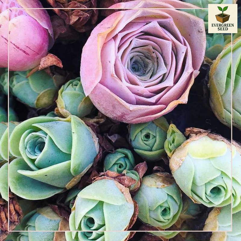 Mountain Roses Sas Mountain Rose Succulent - Etsy