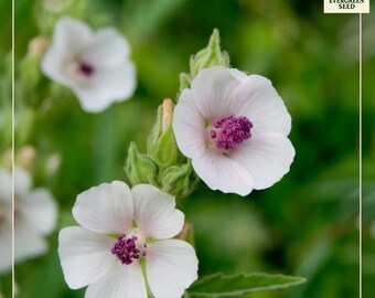 100+ Marshmallow Seeds | Althea Officinalis Heirloom Herb, Pink Pollinator Flowers, Medicinal & Culinary Uses, Non-GMO