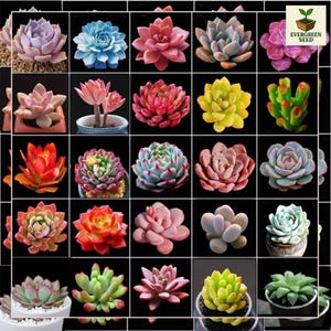Rare Succulent Seeds - Etsy