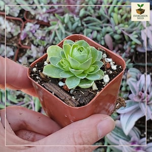 2&quot; Greenovia Dodrentalis Mountain Rose Succulent: Rare Rosette Shape