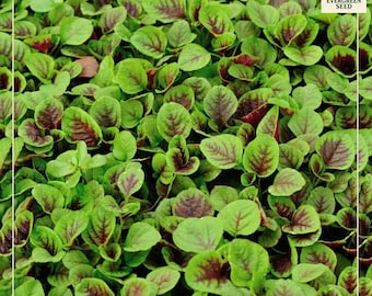 Red Stripe Leaf Amaranth Seeds: Edible Greens, Heat Tolerant (1000+ Seeds)
