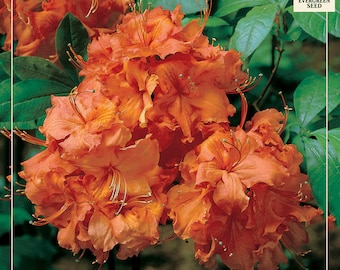 Annabelle Azalea Live Plant 12-18" in Height in a #3 Container - Etsy