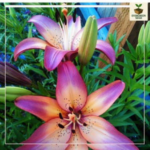 20 LILY FLOWER SEEDS rare exotic bloom blossom plant garden bush for germination for Your Garden, Easy to Grow! (Mix Color)