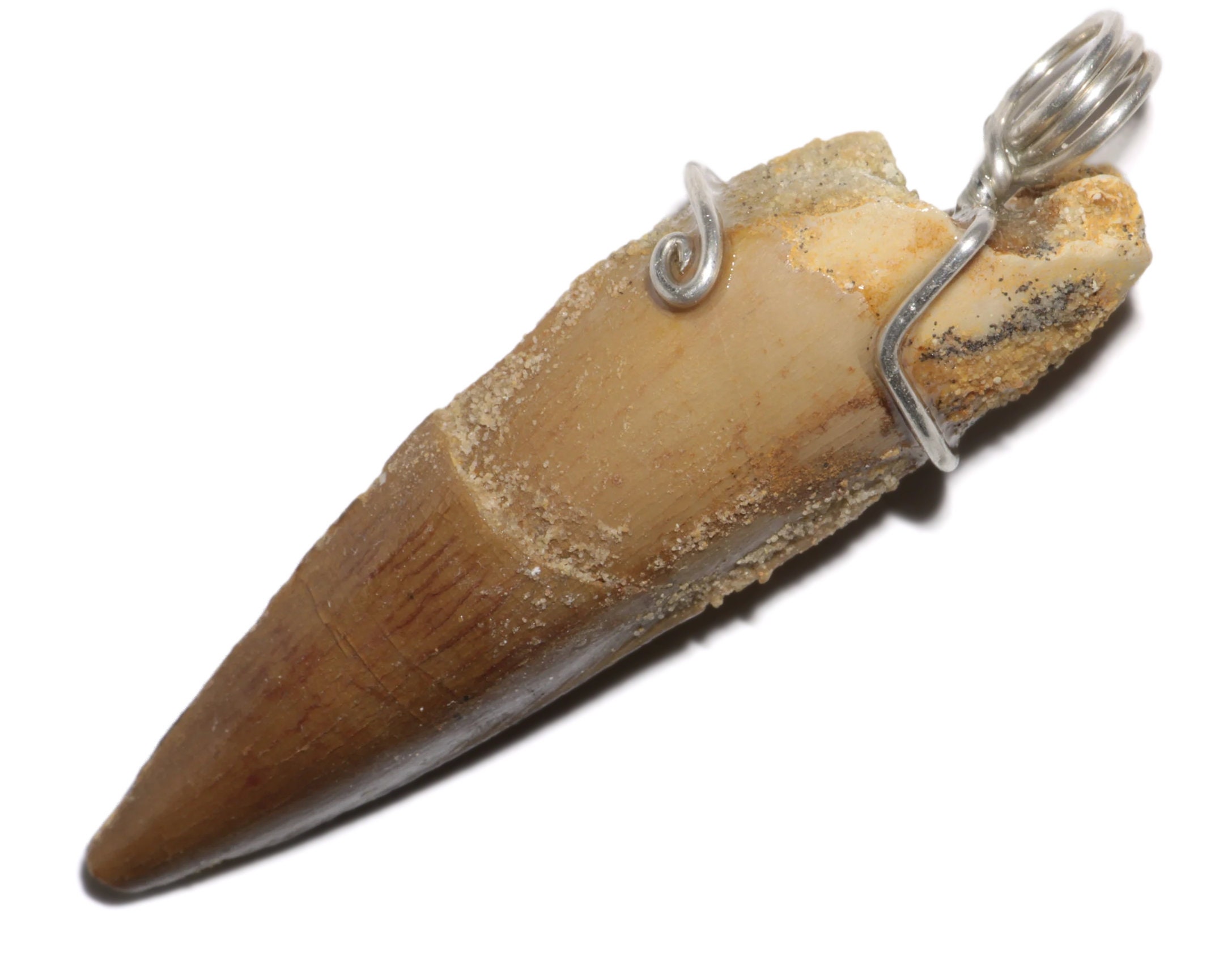 Mosasaurus Tooth Pendant Copper Dinosaur Tooth Real Mosasaur tooth Necklace  – Yaxa Store