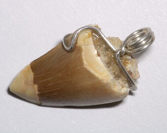 Fossil Tooth Pendant, Mosasaur Fossil Necklace, Extinct Species