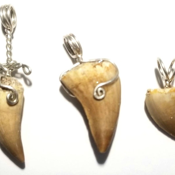 You Select: Mosasaur Tooth Pendant in Sterling Silver