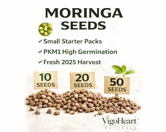 Organic Moringa Oleifera Seeds | Fresh 2026 Harvest | Fast Growing Superfood Tree | High Germination | Non-GMO