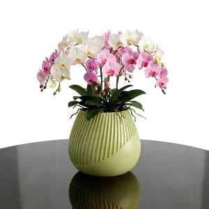 May include: A display of orchids in a light green, textured vase. The orchids feature white and pink flowers, with dark green leaves. The vase is placed on a dark, reflective surface, creating a striking contrast.
