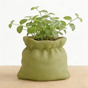Può includere: Una piccola pianta verde con foglie rotonde spunta da un vaso verde chiaro simile a tessuto. Il vaso ha la forma di un sacco con coulisse, con la parte superiore arricciata. Le foglie della pianta sono di un verde vibrante, in contrasto con la tonalità più tenue del vaso. La pianta è su una superficie di legno.