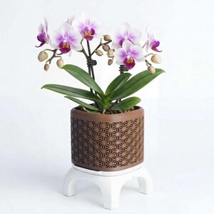 Peut inclure: Orchidée en pot avec des fleurs blanches et violettes. Le pot marron présente un motif géométrique et repose sur un support blanc. Les feuilles sont vertes. L'ensemble est présenté sur fond blanc.
