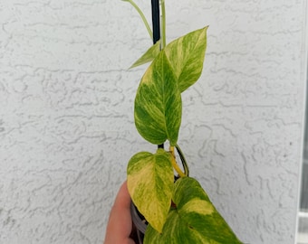 Teruno Robin Pothos - Rara planta viva japonesa Epipremnum