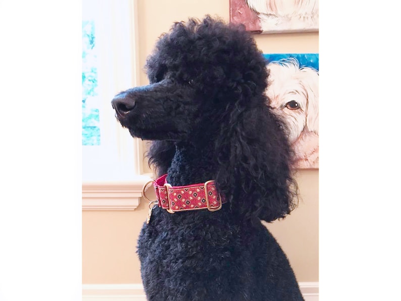 Black Standard Poodle Dog Wearing the Red & Gold Stratford Floral Martingale
