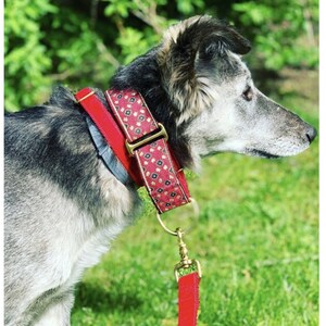 Dog Wearing the Red & Gold Stratford Floral Martingale, a red tag velvet tag collar, and a red velvet leash, all by The Hound Haberdashery