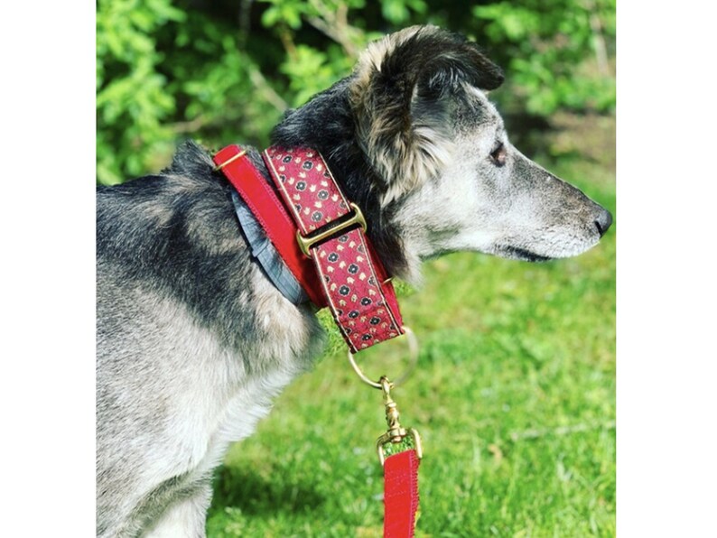 Dog Wearing the Red & Gold Stratford Floral Martingale, a red tag velvet tag collar, and a red velvet leash, all by The Hound Haberdashery