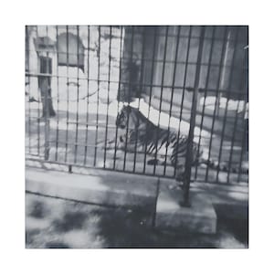 Impression sur toile, tigre noir et blanc au zoo, art mural, décoration d&#39;intérieur, cadeau pour amoureux des animaux sauvages, affiche de chambre de bébé safari, peinture de chat de la jungle,