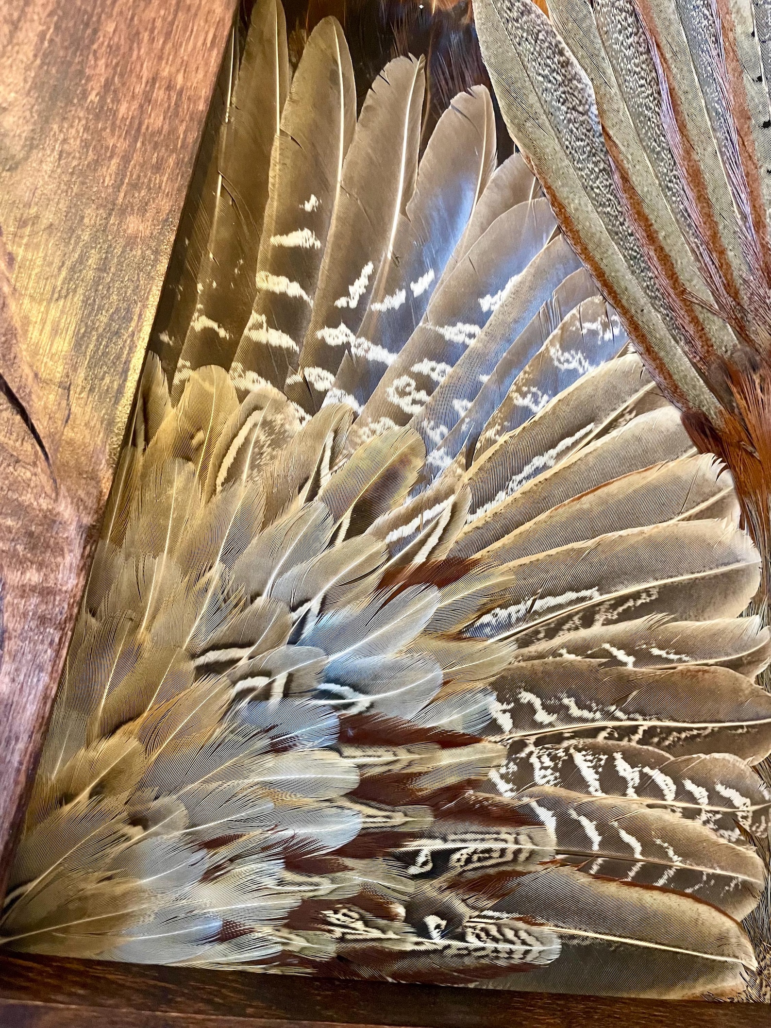 Curated visual reference: Gallery Detail: Framed Pheasant Feather Wall Art Handmade Rustic Modern Decor Natural