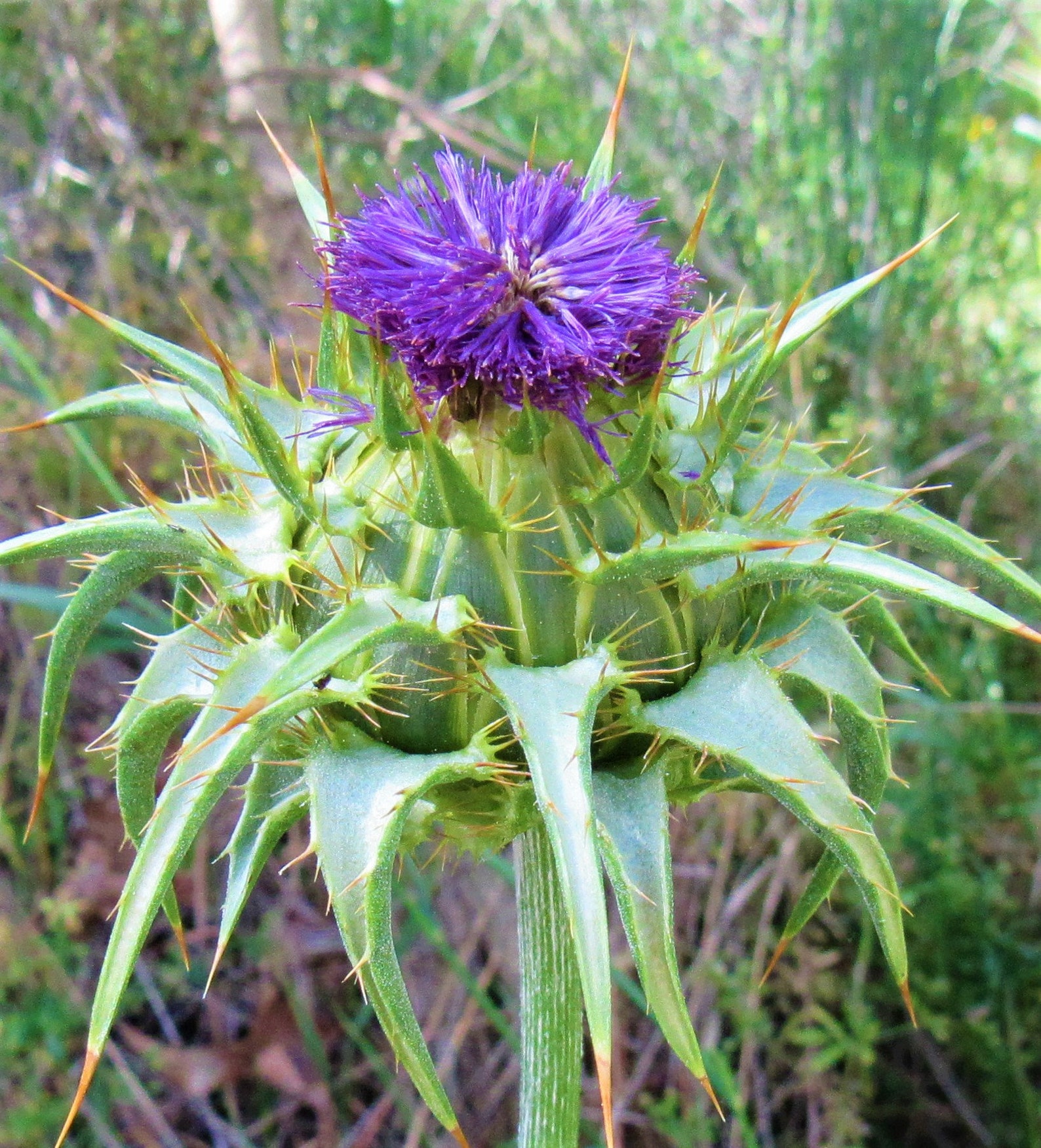 difference between milk thistle and blessed thistle