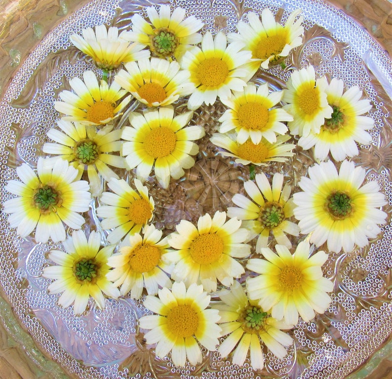 Crown Daisy White Margarita Flower Essence Stellar Chakra Etsy