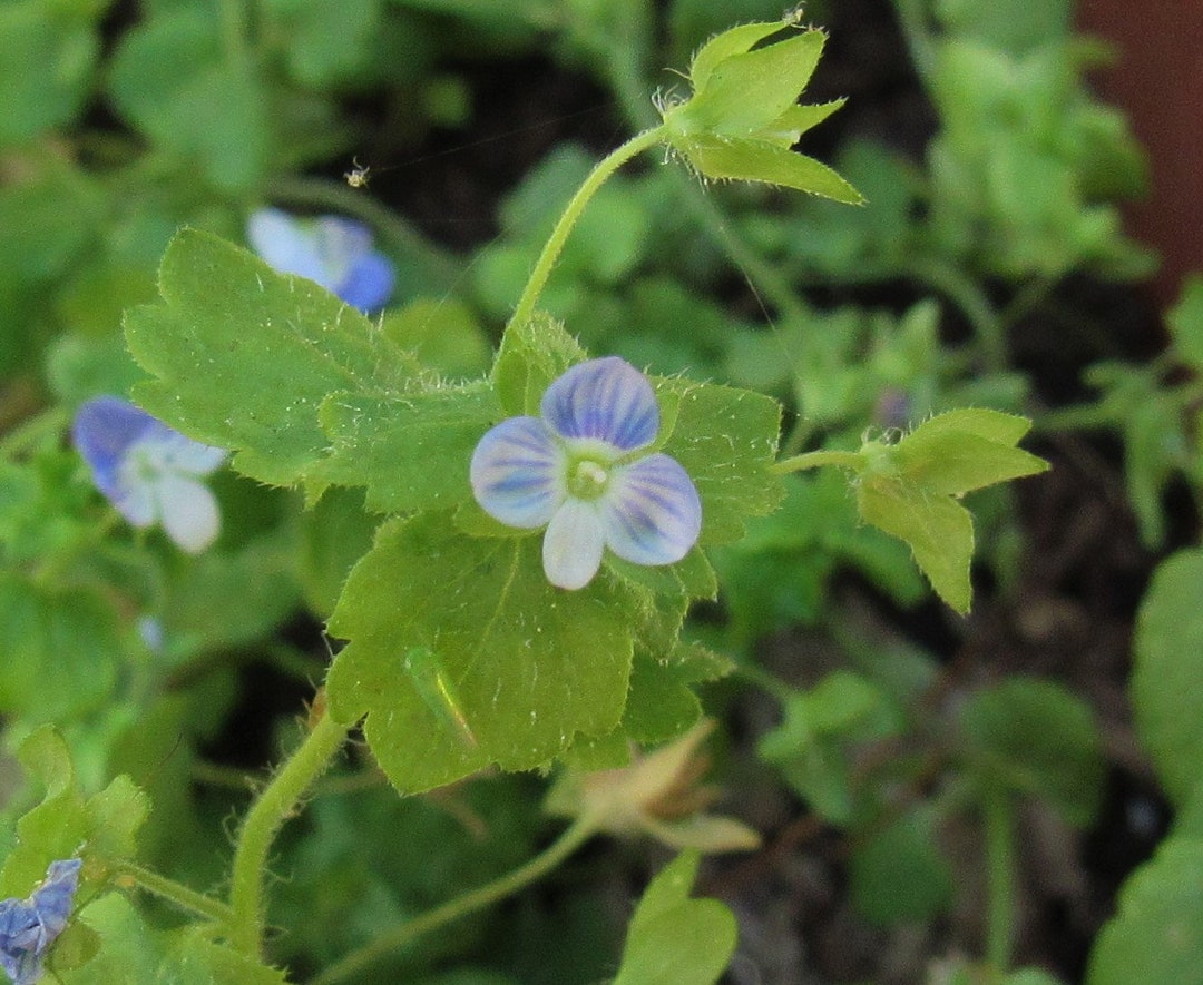 Speedwell Flower Essence Slow Down Clarity Vision Focus & Concentration Third Eye Chakra