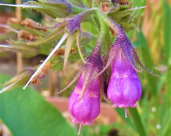 Comfrey Flower Essence |  Emotional Scarring | Vibrational Remedy, Vegan Healing by Maria