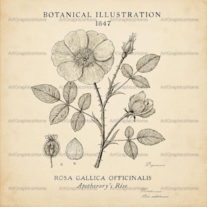 Clipart d'imprimés botaniques, fleurs vintage, art d'herbier, décoration cottagecore, image de ferme, fichiers imprimables, licence commerciale
