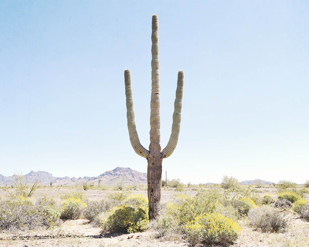 Cactus landscape online