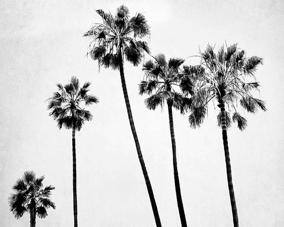 Looks - Trees palm black and white photo video Looks - Trees palm black and white photo video