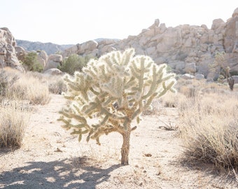 Desert Art Print, Desert Photography Home Decor, Nature, Boho Desert Decor, Natural Colors, Joshua Tree, California Desert, Large Wall Art