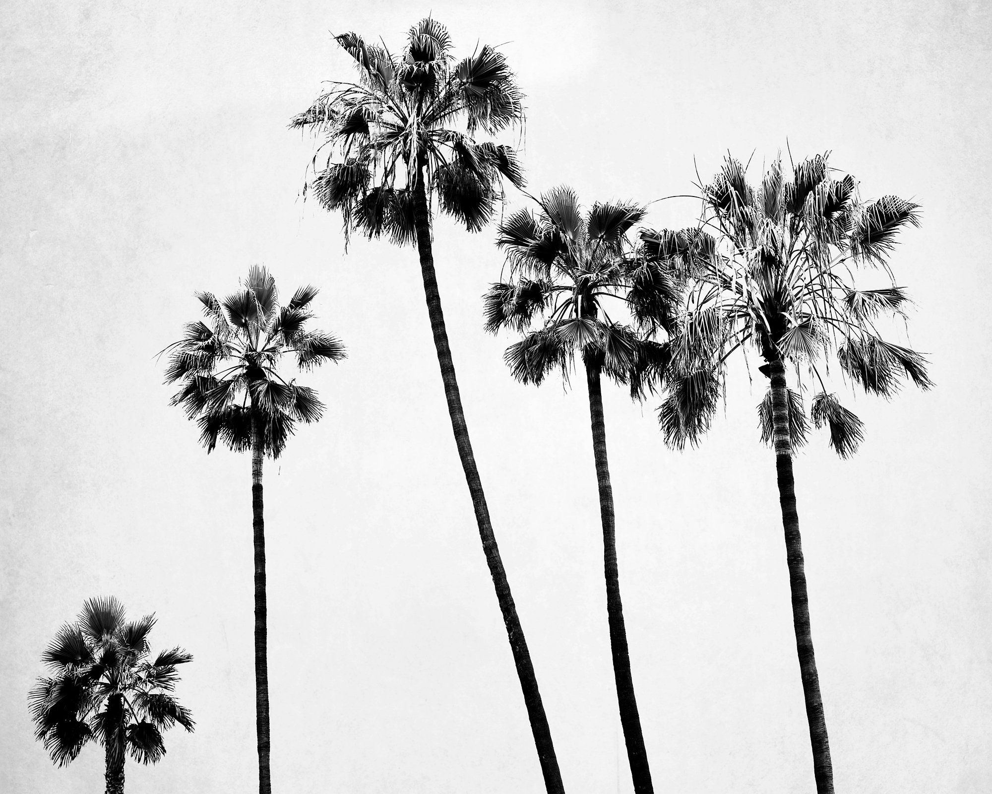Large Wall Art Black And White Palm Tree Print Large Palm Etsy