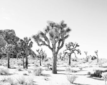 Large Desert Art Print, Modern Desert Print, Modern Southwest Decor, Joshua Tree Print, Black And White Photography, Desert Chic