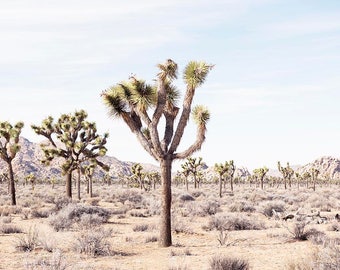 Joshua Tree, Desert Home Decor, Desert Wall Art, Desert Landscape, California, Travel, Wanderlust, California Desert Art, Photography