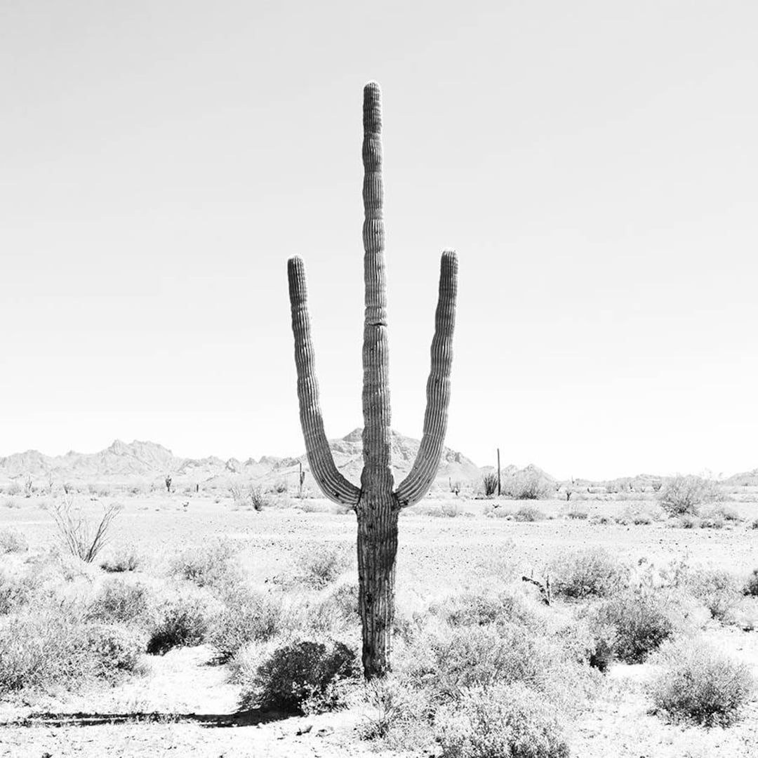 Black and White Wall Art Desert Art Cactus Print Desert Etsy