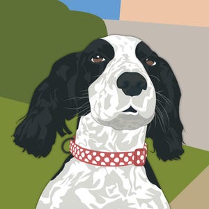 May include: A black and white dog with a red polka dot collar looks up at the camera. The dog is in front of a green bush and a peach coloured wall.