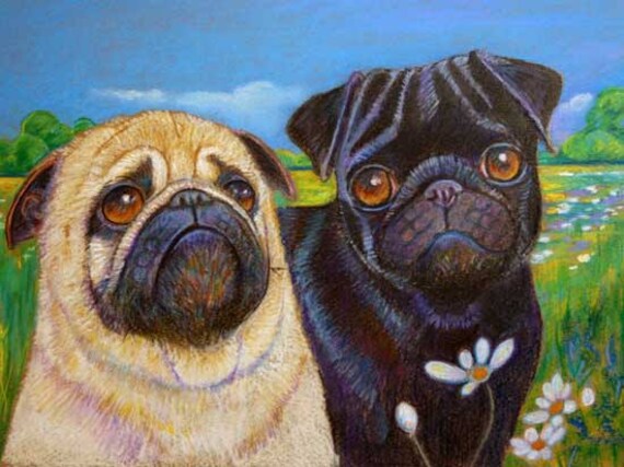 black pug