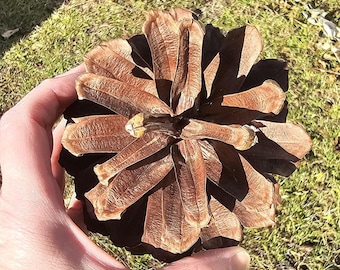 Large Pine Cones 5-6": Natural Longleaf, Rustic Wedding Decor, Craft Supplies, Holiday Decorating, Centerpieces, Xmas Wreaths, Cottage-core