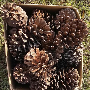 May include: A cardboard box filled with several large, brown pine cones. The pine cones are various sizes and shapes, with open scales. The box sits on a bed of green grass, with sunlight casting shadows.