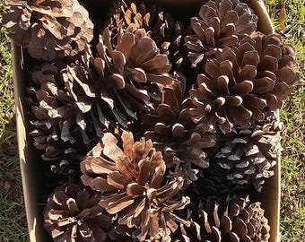 Large Pine Cones 5-6": SECONDS Natural Longleaf, Rustic Wedding Decor, Craft Supplies, Holiday Decor, Centerpieces, Xmas Wreaths, Ornaments