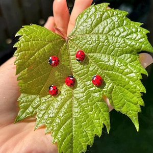 Broche de mariquita hecho a mano, realista, con forma de insecto rojo, regalo de la suerte para el Día de San Valentín.