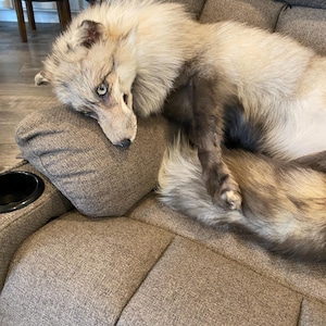 May include: A taxidermied fox with light gray and brown fur rests on a gray upholstered recliner. The fox's head is resting on the armrest, with its blue eyes visible. The recliner has a built-in cup holder.