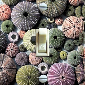 Sea Jewels Sea Urchin Shells, Switch Plate Cover, Wall Plate, Single, Home Decor
