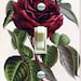 see more listings in the VINTAGE BOTANICAL section