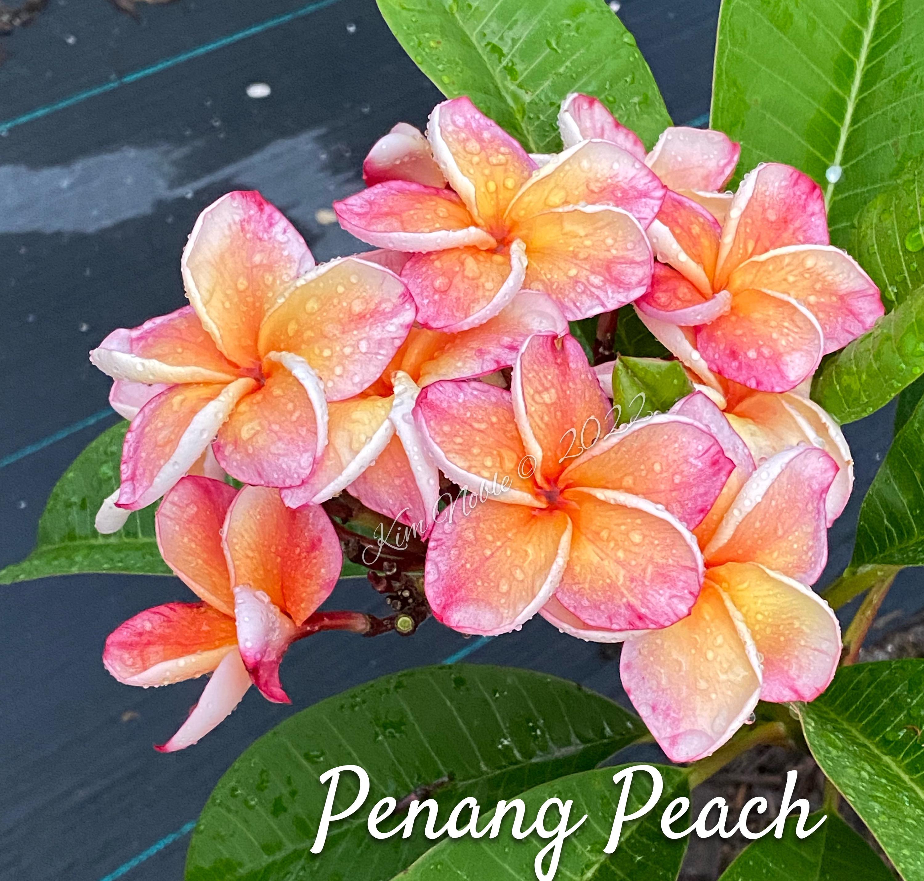 Penang Peach Plumeria Cutting Frangipani Cutting Rainbow Plumeria