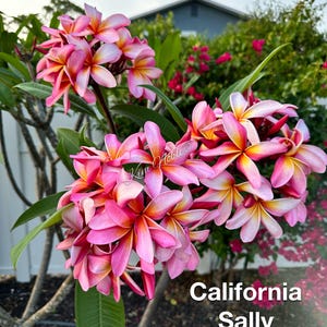 観葉植物 カリフォルニアサリー ピンクのプルメリア