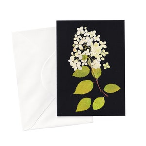 Fleur d'hortensia sur carte noire | Carte de vœux florale pressée |