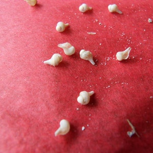 Lightning whelk babies Seashells sea shells from Florida  lot of 75 shells