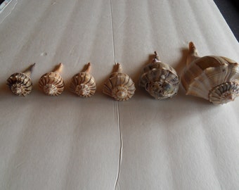 Lightning whelk  Seashells sea shells from Florida