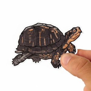 Box Turtle Sticker | Weatherproof Vinyl Decal | Length 4 Inches | by Sprouted Scribbles